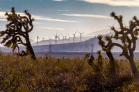 Joshua Trees and Wind Turbines 2