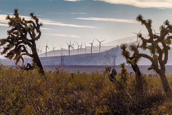 Joshua Trees and Wind Turbines 2