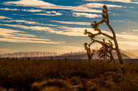 Joshua Trees and Wind Turbines 3