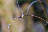 Cactus Threads #1
