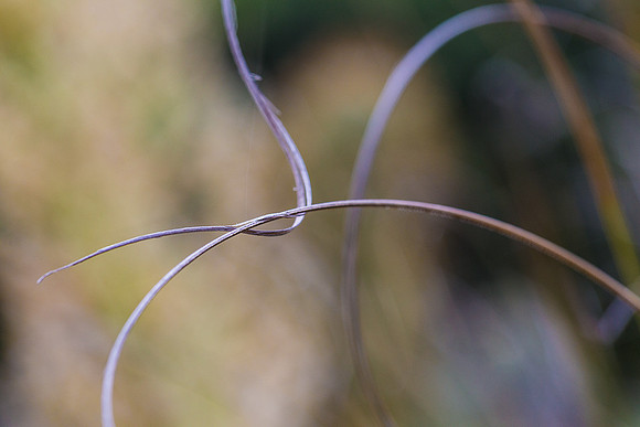 Cactus Threads #1