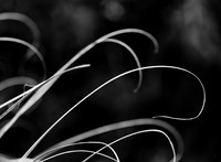 Cactus Hook Threads #2
