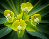 4 pods