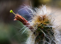 Hairy Cactus & green shoot