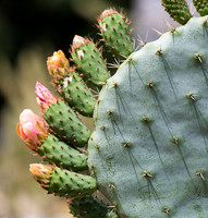 Lined up and ready to bloom