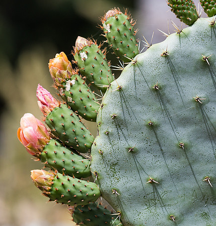 Lined up and ready to bloom