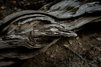 Bird in a tree pareidolia