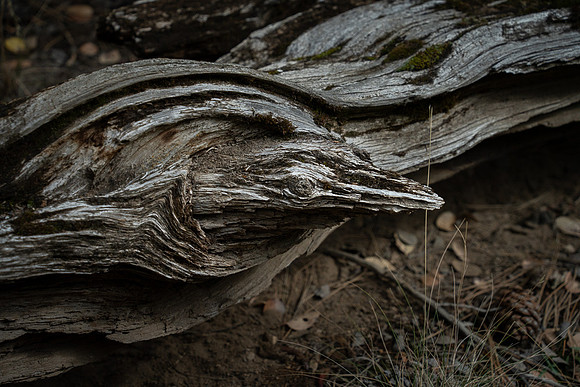 Bird in a tree pareidolia