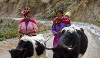 Herding Cattle