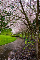 Cherry blossom Way - Portland, OR