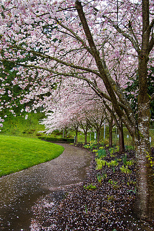 Cherry blossom Way - Portland, OR