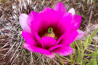 Banana Cactus bloom