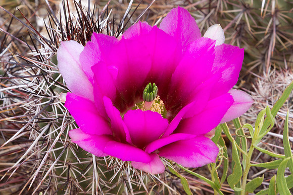 Banana Cactus bloom