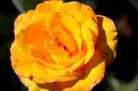 Orange Rose