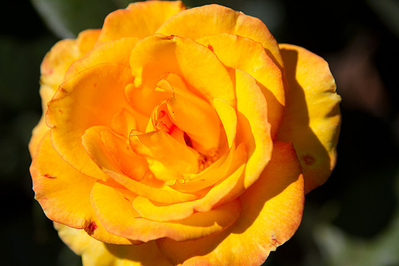 Orange Rose