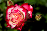 Cherry Parfait Rose