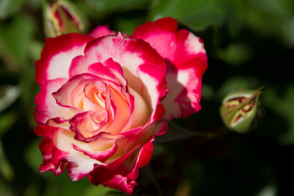 Cherry Parfait Rose