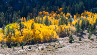 Eastern Sierra Fall Aspens - 3
