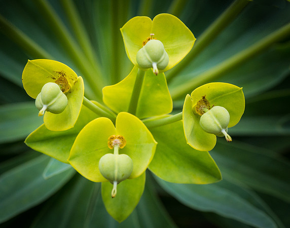 4 pods