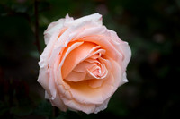 Over the Moon rose