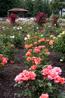 Peninusal Park Rose Garden #2