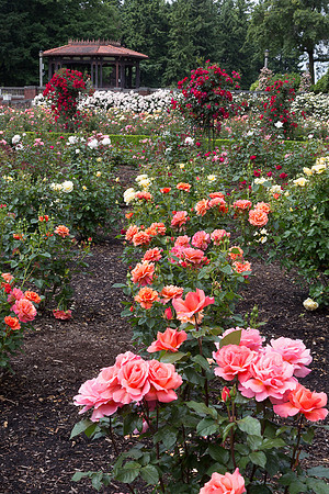 Peninusal Park Rose Garden #2