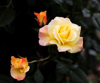 Peninusal Park Rose Garden #3
