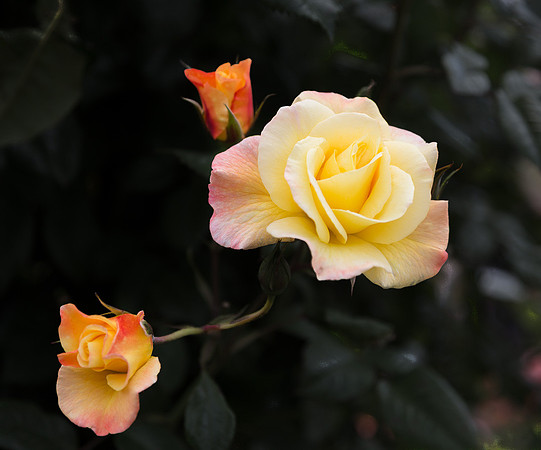 Peninusal Park Rose Garden #3