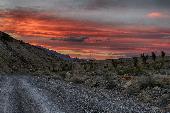 Desert Sunset with Joshua Trees 2