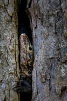 Black Iguana hiding in plain site, Costa Rica