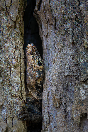 Black Iguana hiding in plain site, Costa Rica