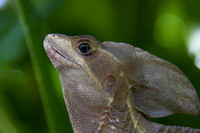 Iguana, Costa Rica