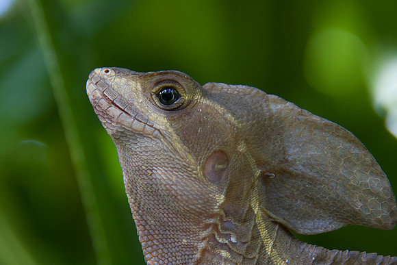 Iguana, Costa Rica