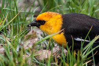 Yellow headed Blackbird, Teton NP
