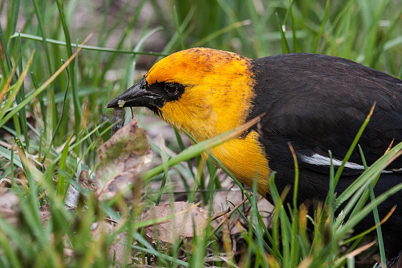 Yellow headed Blackbird, Teton NP