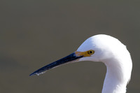 Egret