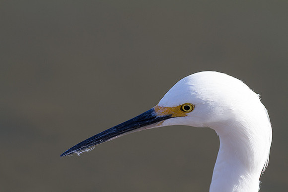 Egret