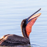 Pelican 01