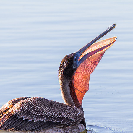 Pelican 01