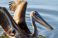 Pelican 03