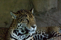 Seattle Jaguar