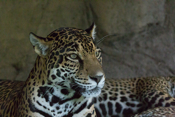 Seattle Jaguar
