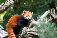 Seattle Red Panda