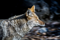 Yosemite Coyote