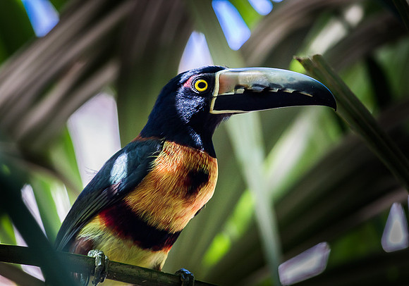 Banana Toucan - 01