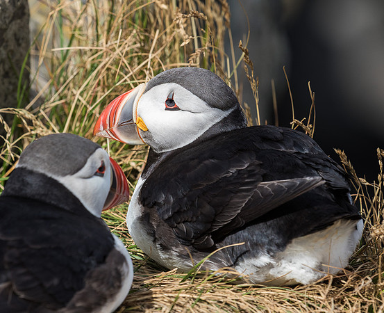 Atlantic Puffins