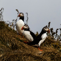 Atlantic Puffins