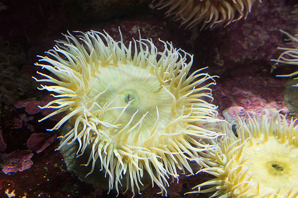 In the tanks, Monterey Bay Aquarium