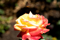 _-2