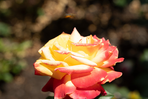 _-2